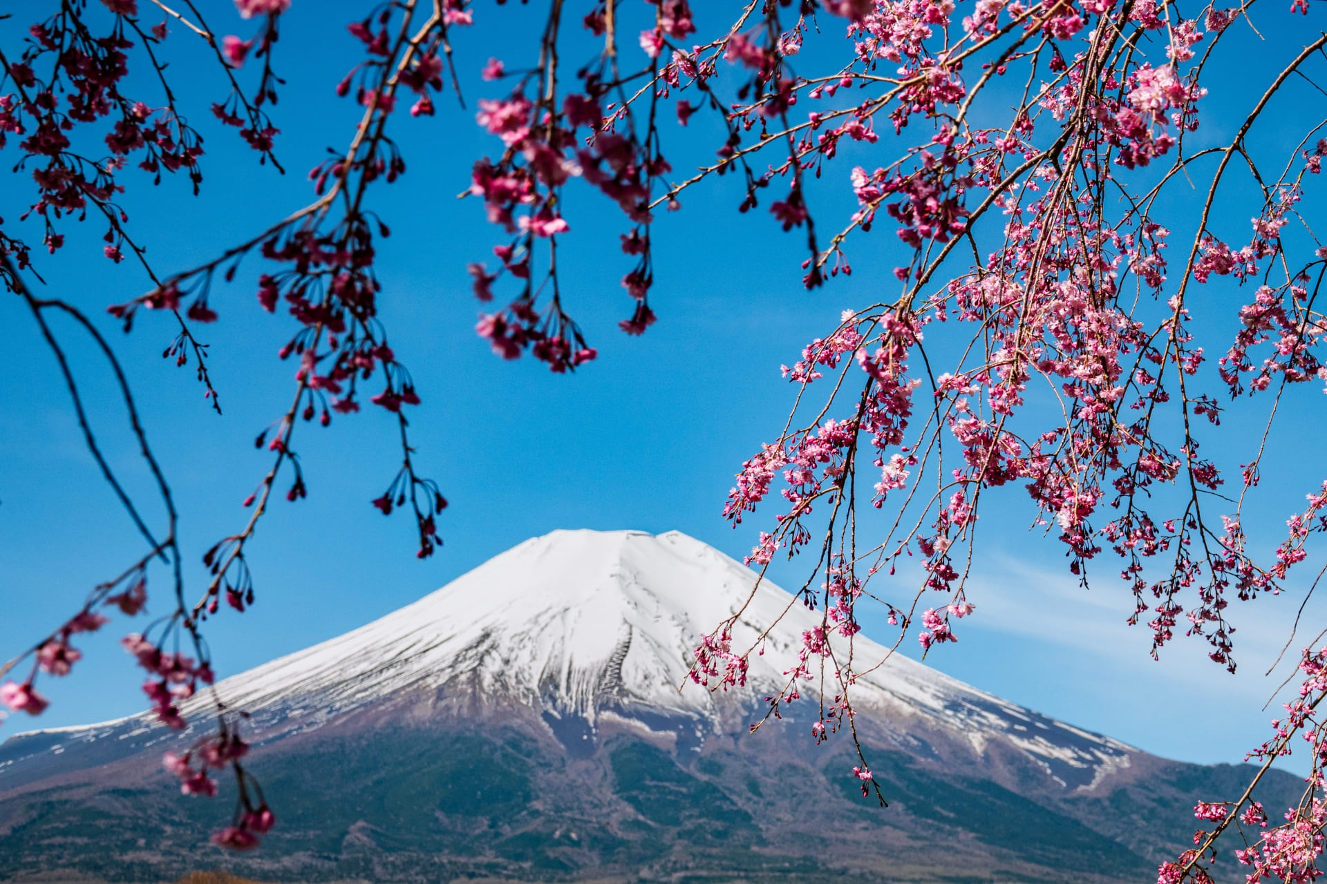 山中湖の桜の見頃は？絶景スポットと贅沢な過ごし方